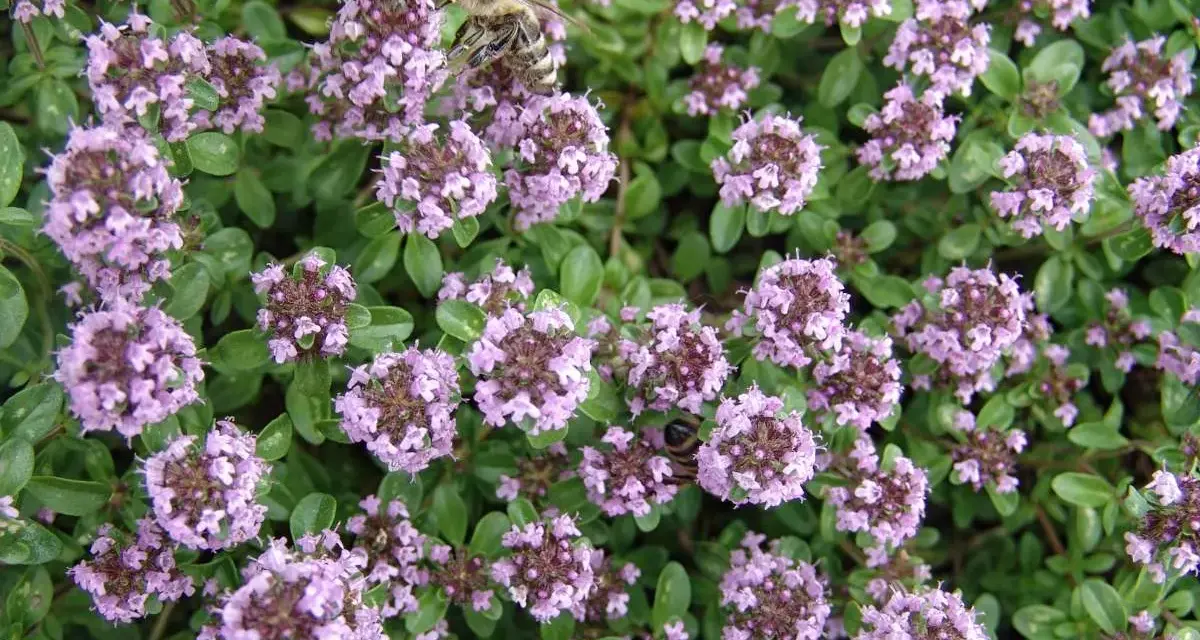 Bin samlar nektar från kaskadtimjan och backtimjan. Blommorna är små och lila, och bladen är gröna och aromatiska.