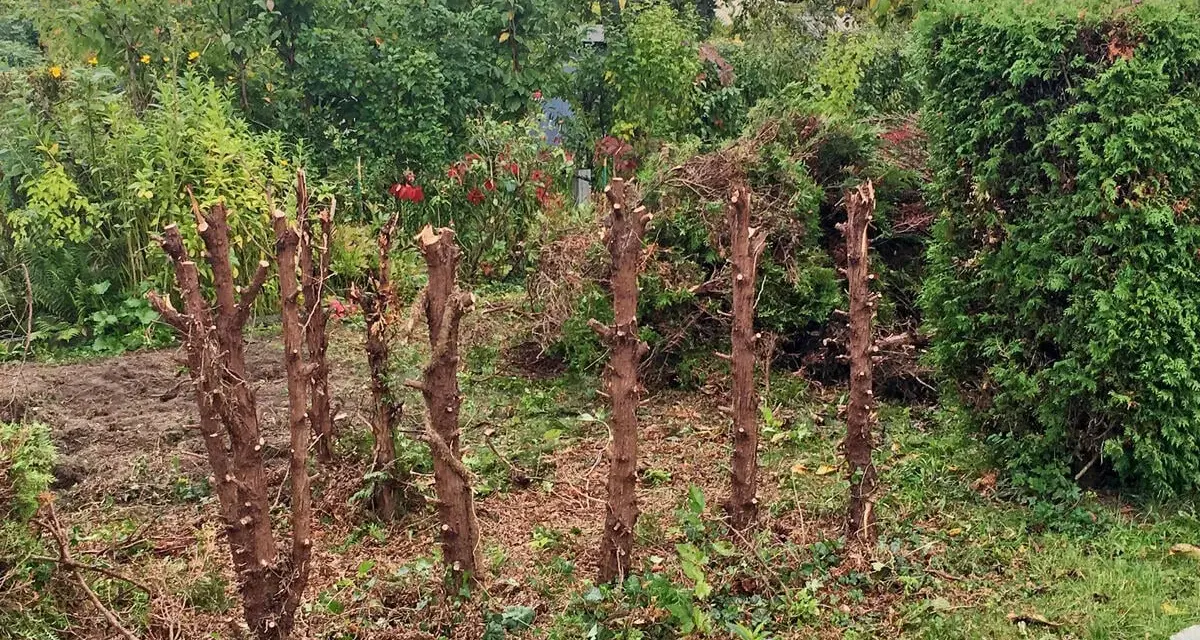 Mehrere abgestorbene Baumstümpfe stehen im Garten. Die Arbeit, **Strauchwurzeln entfernen**, ist hier offensichtlich noch nicht abgeschlossen.