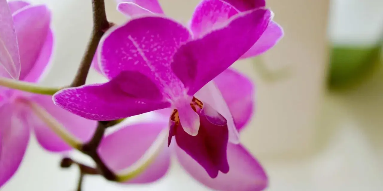 Piękna, fuksjowa orchidea, czyli storczyk, rozwija swoje delikatne płatki.