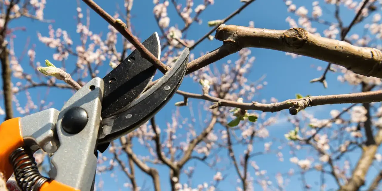 Beskärning av ett blommande bigarråträd med sekatör mot en klarblå himmel.