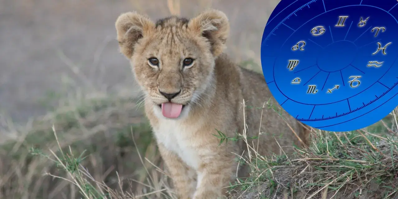 Mały lew z wystawionym językiem obok koła zodiaku. Lew to jeden ze znaków zodiaku.