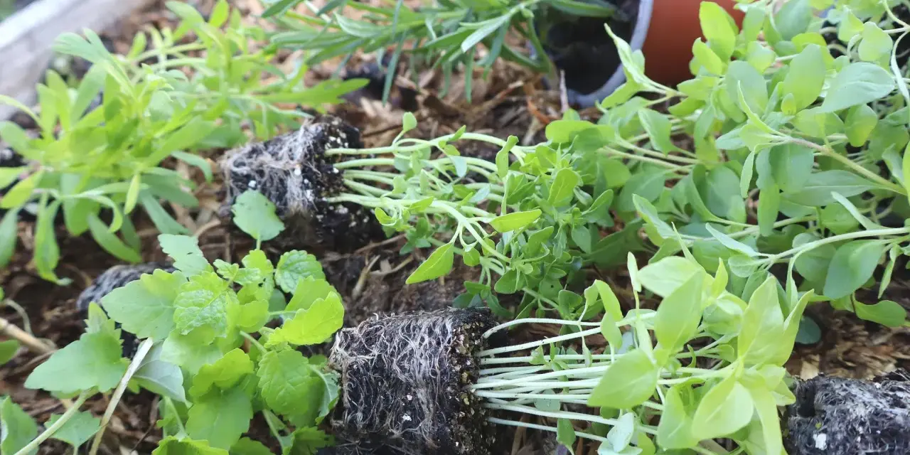 Små plantor med kryddor i kruka utomhus, redo att planteras.