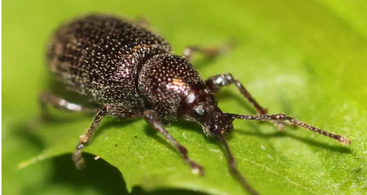 Oziorrinco su foglia verde, forse in attesa di deporre le sue uova.