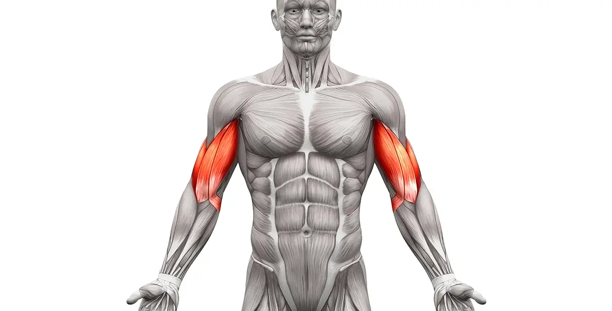 Jak rozciągać biceps? Uniknij 5 błędów i zyskaj siłę!