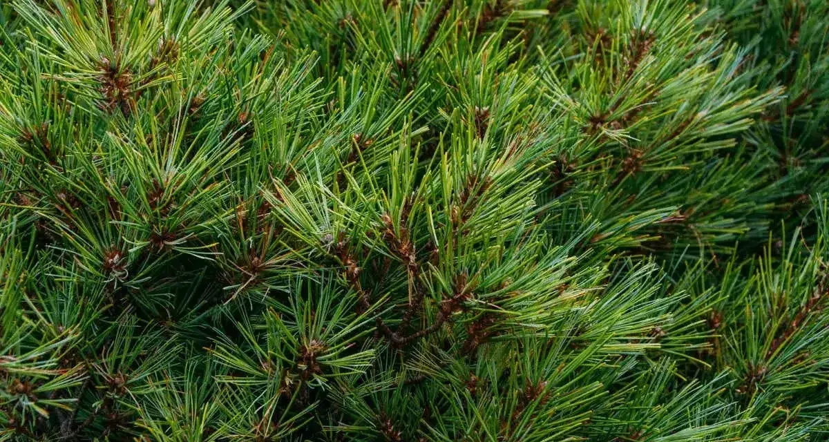Gęste, zielone pedy sosny tworzą naturalny, leśny dywan.