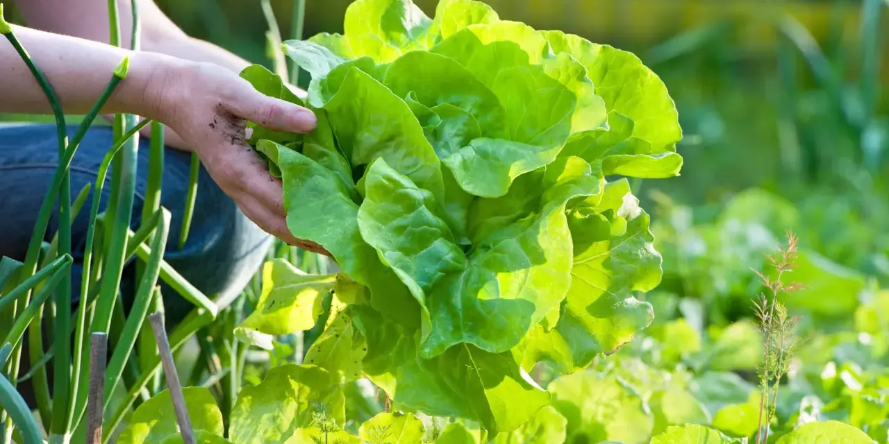 Hände ernten einen frischen Kopfsalat im Garten. Das knackige Grün leuchtet in der Sonne.
