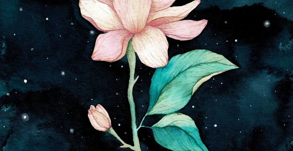 Une magnifique aquarelle sur fond noir, représentant une fleur de magnolia rose pâle avec des feuilles vertes et un petit bourgeon, le tout baignant dans une douce lumière étoilée.