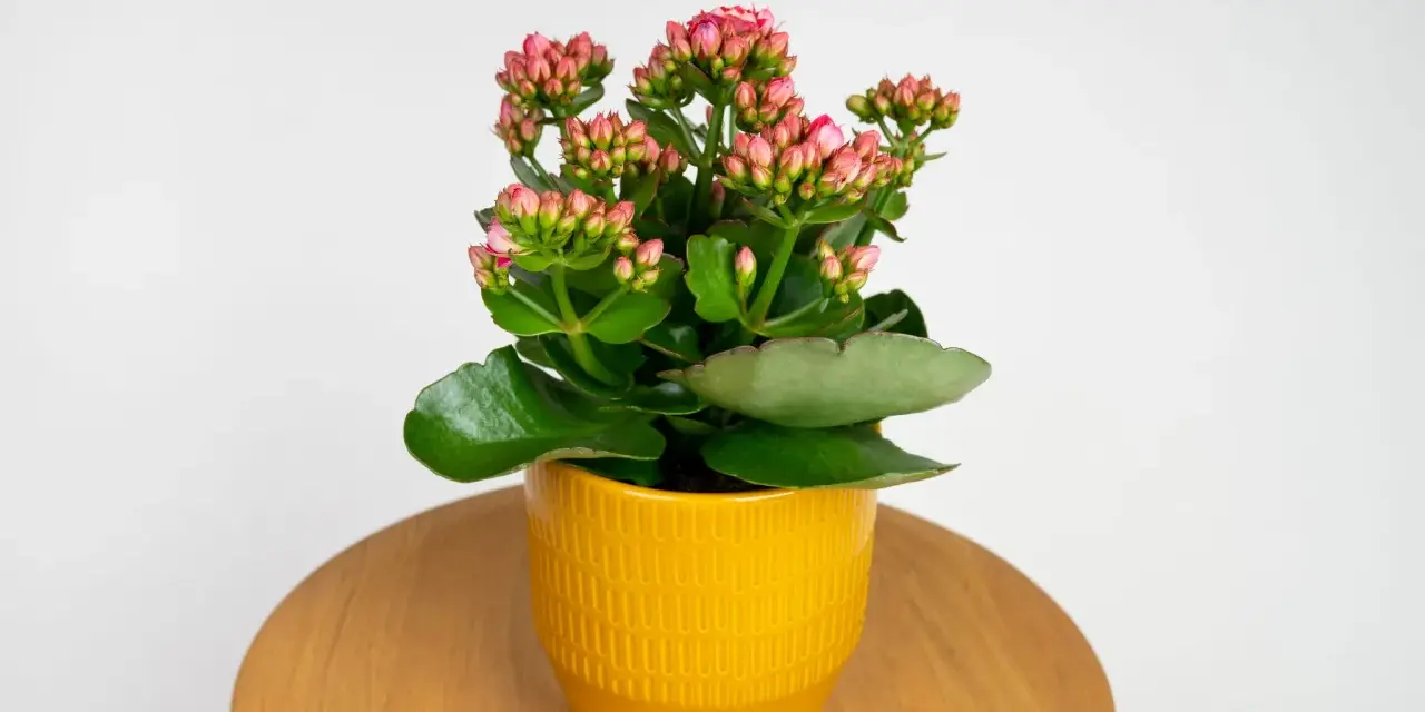Kwiat kalanchoe w żółtej doniczce, z pąkami różowych kwiatów. Czy jest trujący? Niektórzy twierdzą, że tak, ale to zależy od gatunku.