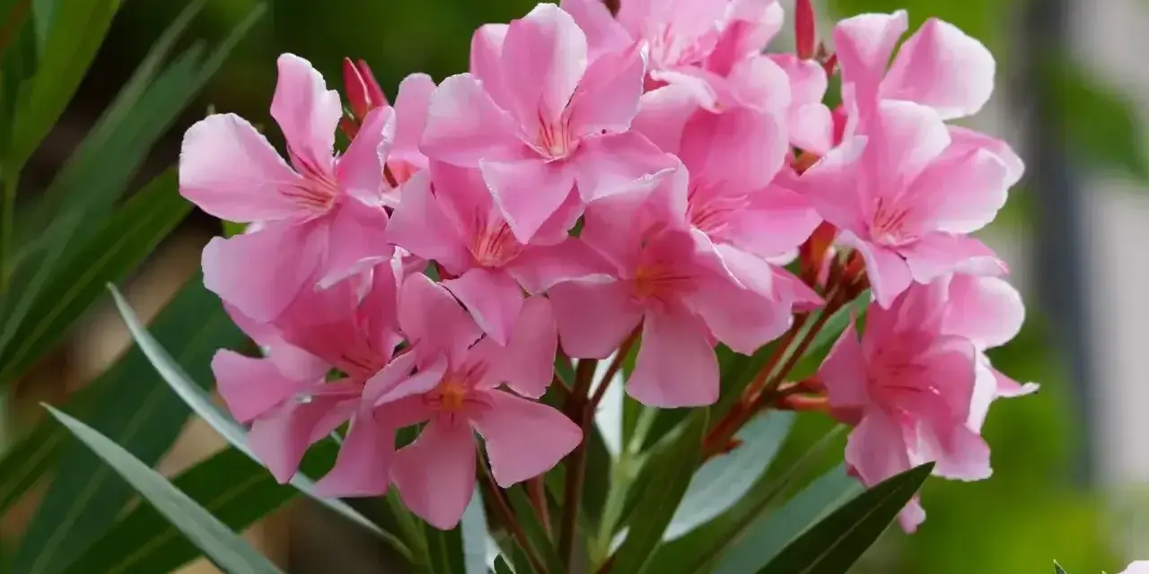 Kwitnący oleander po wiosennym przycinaniu. Delikatne, różowe kwiaty i długie, zielone liście tworzą piękny bukiet.