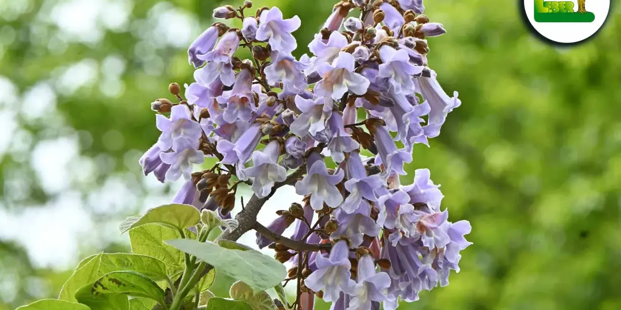 Ein blühender blauglockenbaum, dessen Blüten zwar schön anzusehen sind, aber Vorsicht: der blauglockenbaum ist giftig.