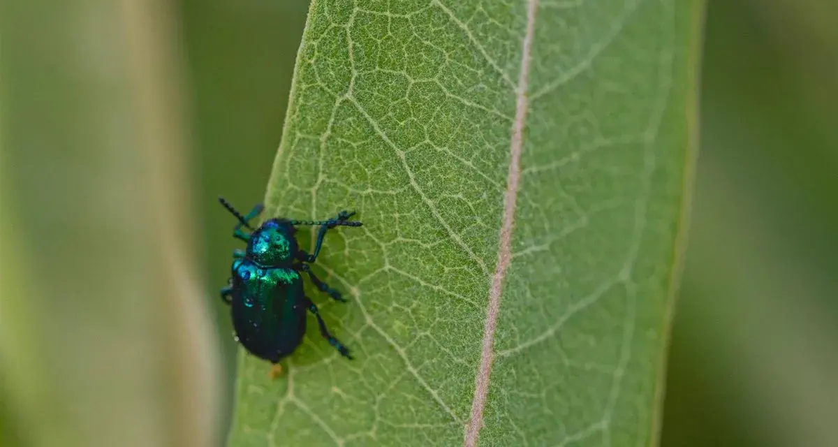 Un escarabajo verde metálico, un ejemplo de los diversos tipos de escarabajos, descansa sobre una hoja verde con venas marcadas.
