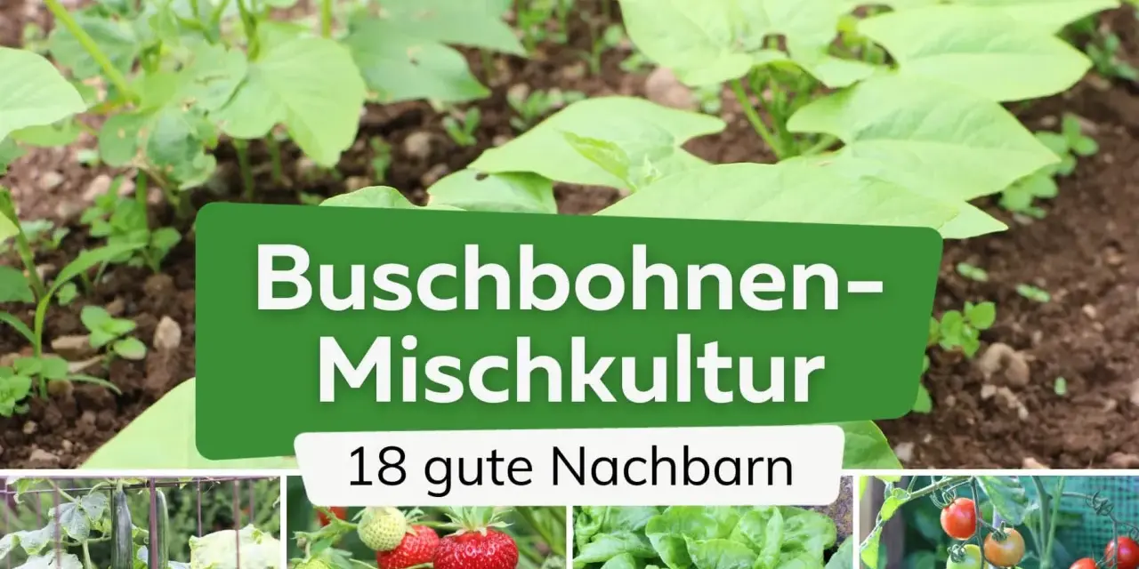 Buschbohnen-Mischkultur: junge Buschbohnen im Beet mit 18 guten Nachbarn wie Gurken, Erdbeeren, Salat und Tomaten.