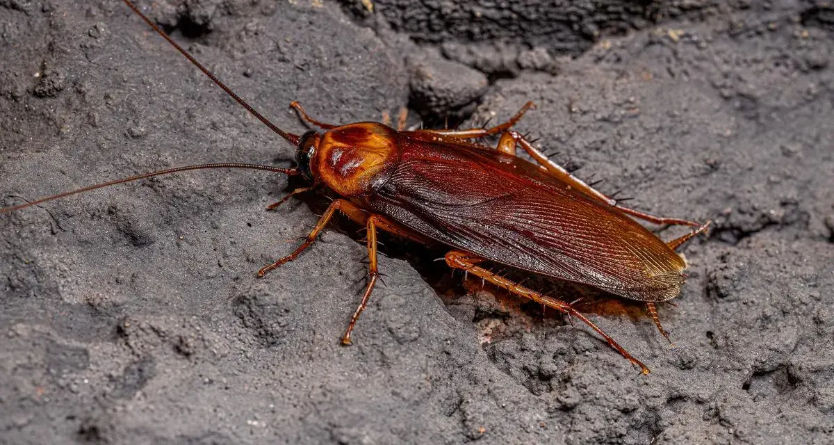 Cucaracha marrón sobre superficie oscura. Aunque no pican, su presencia es desagradable.
