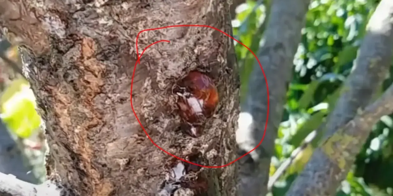 Gommosi albicocco che trasudano dalla corteccia di un albero.