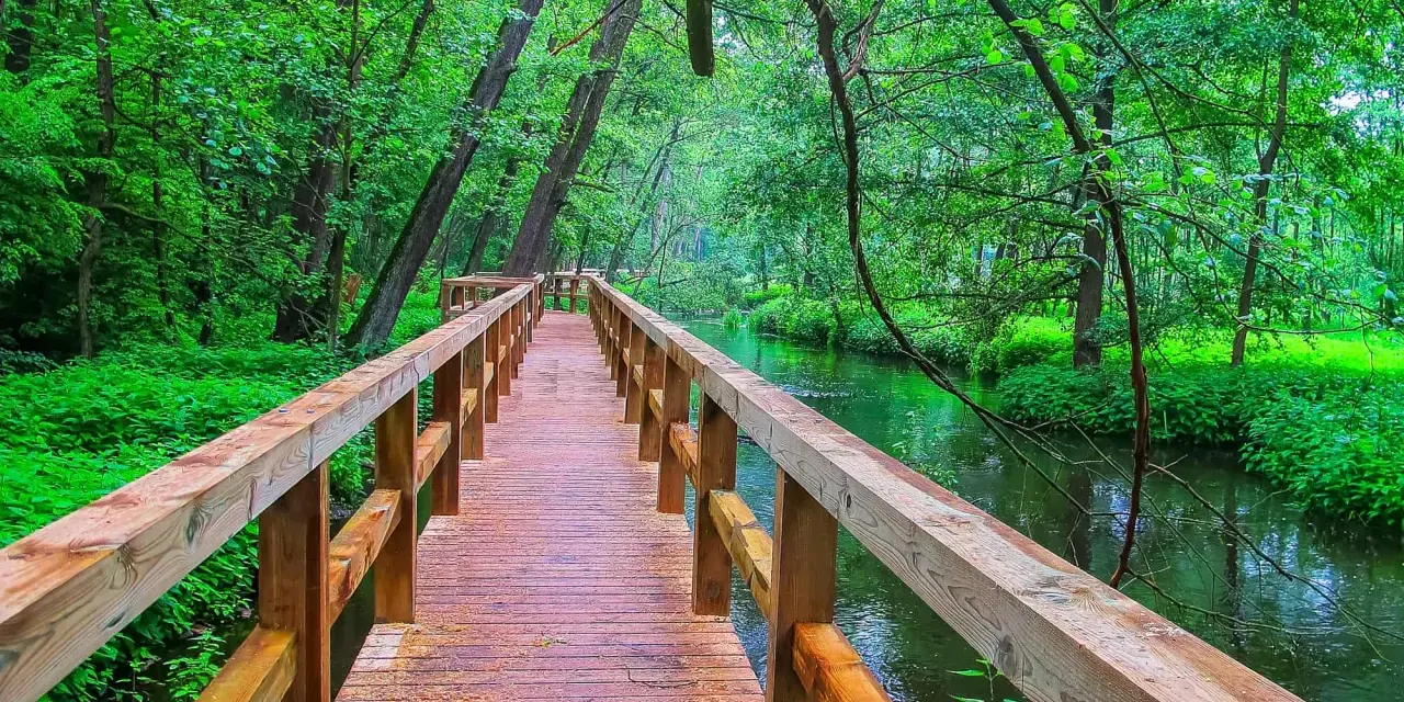 Drewniany mostek nad zieloną rzeką w lesie.
