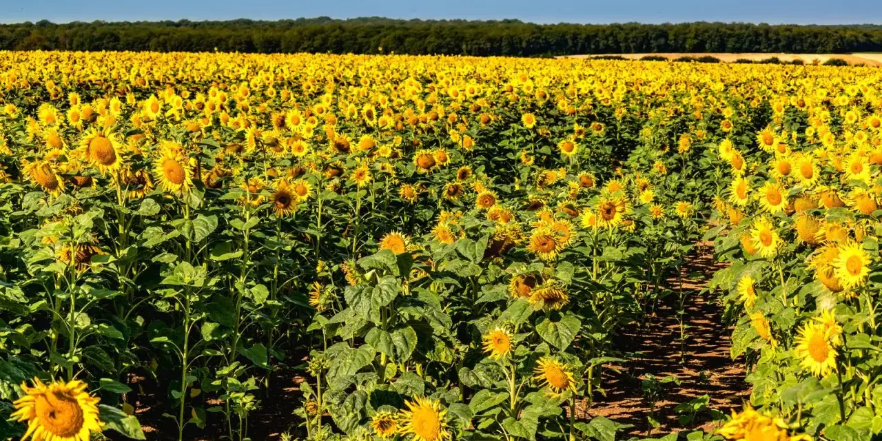Vasto campo di girasole coltivazione sotto un cielo azzurro. I fiori gialli brillano al sole, creando un paesaggio mozzafiato.