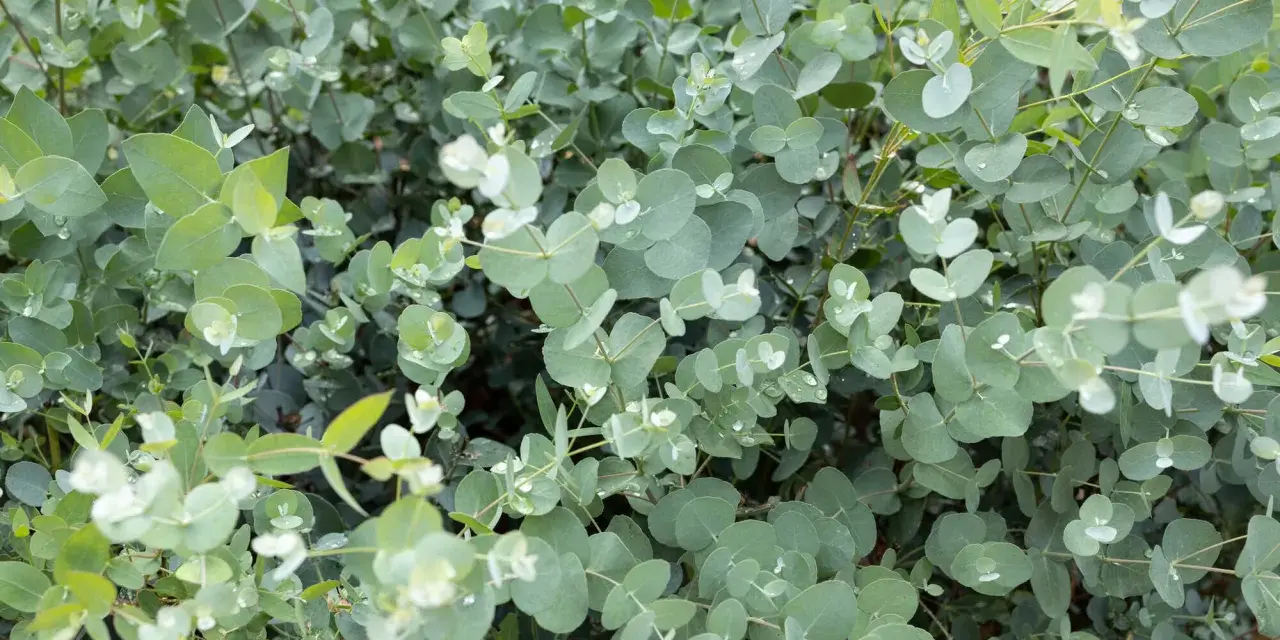 Ein dichter Bewuchs von Eukalyptusblättern, ideal um Eukalyptus im Garten zu kombinieren. Kleine Wassertropfen glänzen auf den runden, silbrig-grünen Blättern.