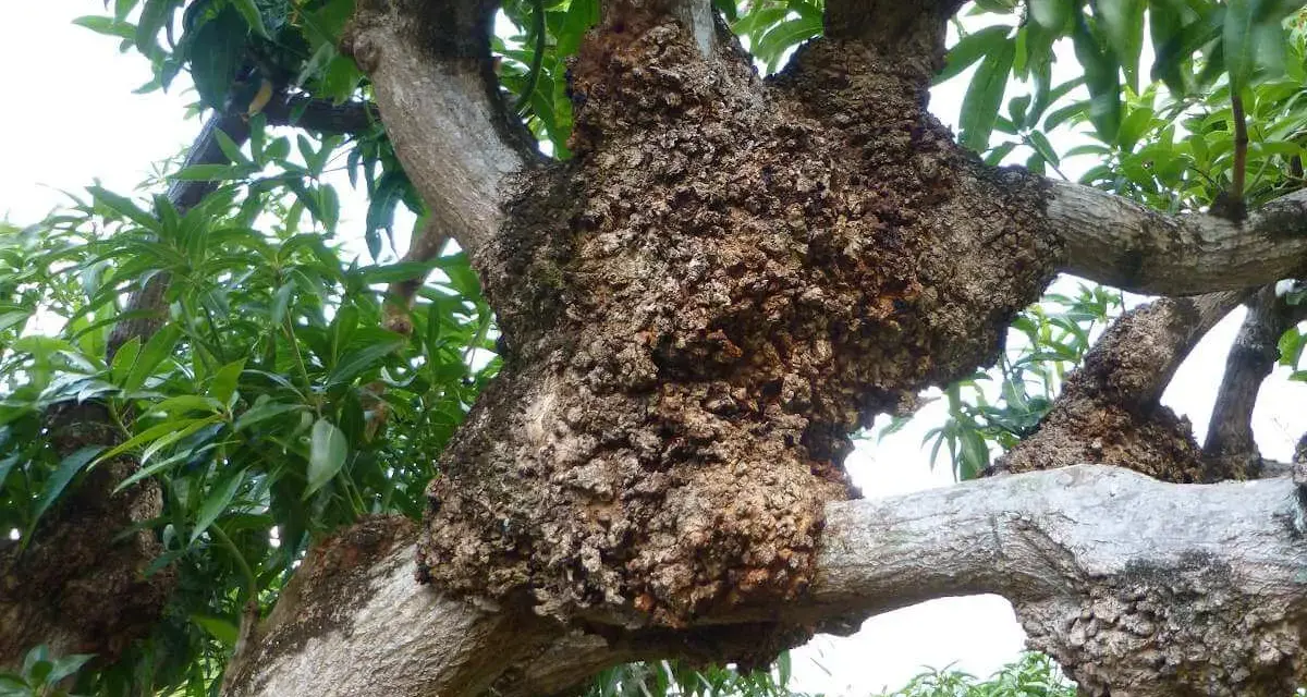 Tronco de árbol con tumores. ¿Cómo curar un cerezo enfermo? Las ramas muestran crecimientos anormales y corteza rugosa.