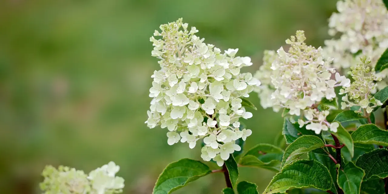 Vackra, ljusa klasar av hortensia utomhus mot en suddig grön bakgrund. En sommaräng i Sverige.