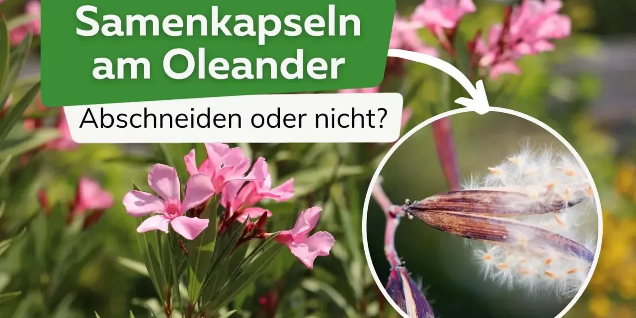 Oleander-Samenkapseln mit flauschigen Samen. Sollte man sie abschneiden?