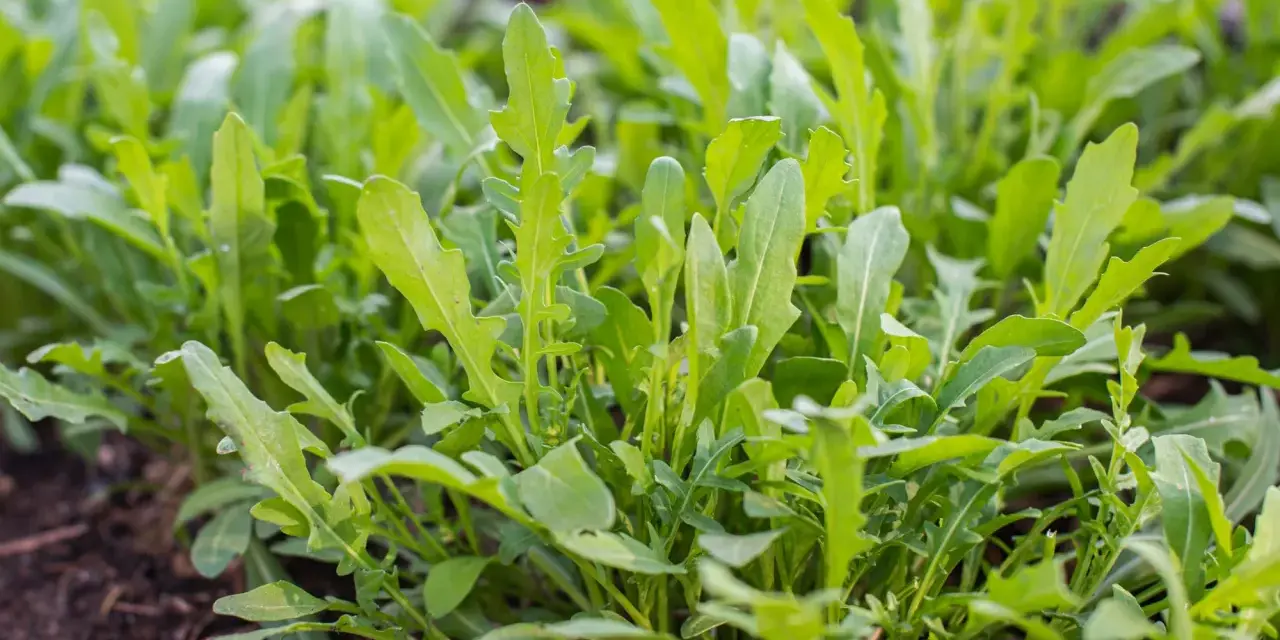 Frischer Rucola wächst dicht im Beet, bereit zum Rucola ernten. Die grünen Blätter sind leicht gezackt und versprechen würzigen Geschmack.