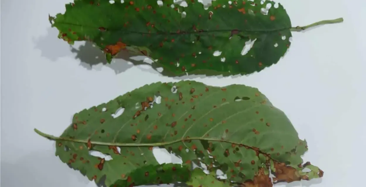 Foglie di ciliegio con macchie e fori, segni di corineo.