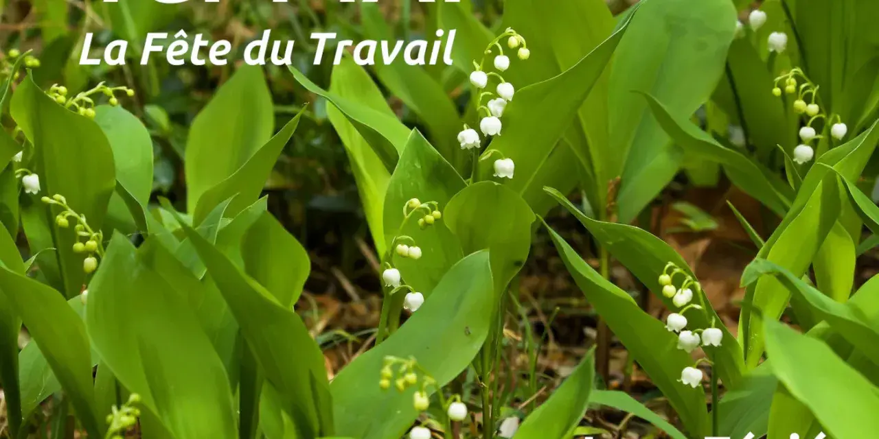 Muguet en fleurs, symbole de la tradition du 1er mai, la Fête du Travail. Jour férié.