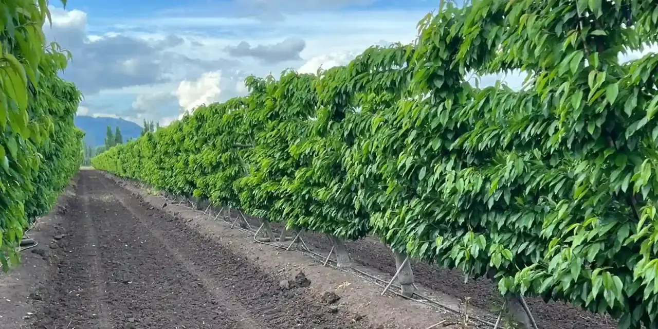 Filari di alberi di ciliegio rigogliosi in un frutteto, con terreno lavorato e sistema di irrigazione. La concimazione ciliegio è fondamentale per questa crescita.