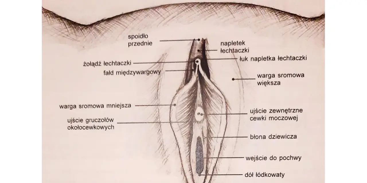 Ilustracja przedstawia budowę łechtaczki i okolic, z zaznaczonym napletkiem, żołędzią i łukiem napletka.
