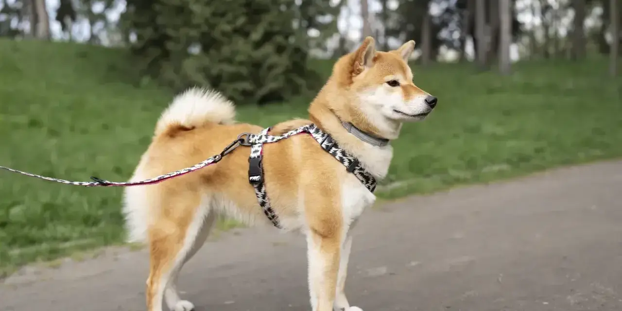 Pies rasy shiba inu w ozdobnej obroży i smyczy stoi na ścieżce w parku, otoczony zielenią.