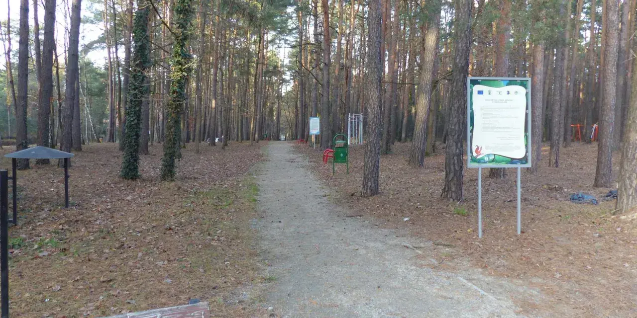 Ścieżka w lesie, pełna jesiennych liści, prowadzi przez sosnowy las. W oddali widać siłownię plenerową i ławkę. To idealne miejsce na spacer w sokolniki las.