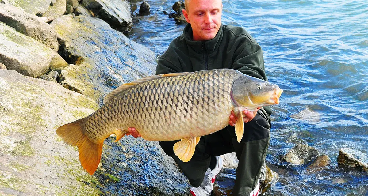 Szczęśliwy wędkarz z okazałym karpiem złowionym nad rzeką Rio Ebro.