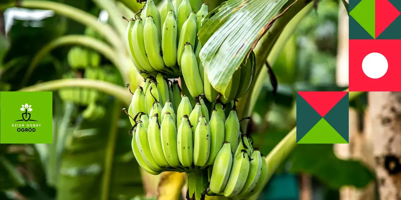 Zielony bananowiec kwiat z kiścią niedojrzałych bananów.