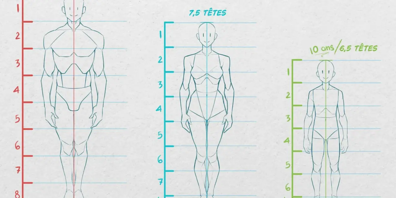Comparaison des proportions corps humain : 8 têtes, 7,5 têtes et 6,5 têtes pour un enfant de 10 ans.