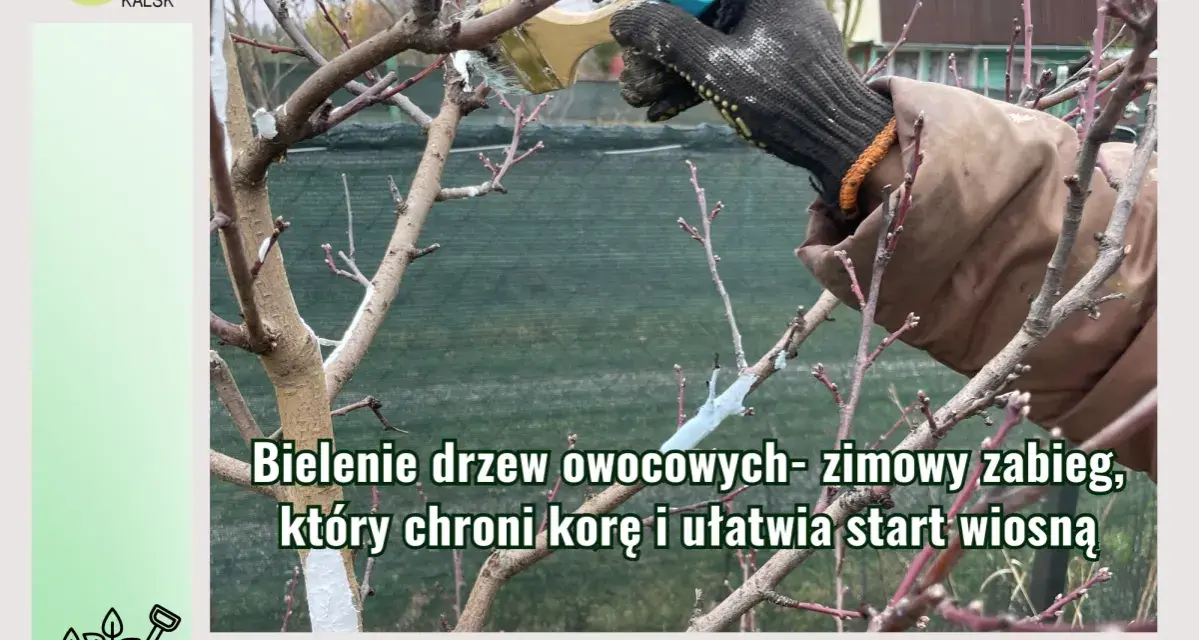 Rękawica w białej farbie maluje pień drzewa. Bielenie drzew owocowych to zimowy zabieg ochronny.