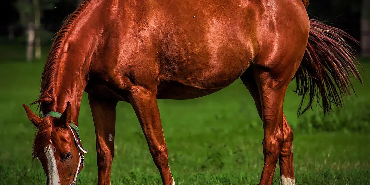 Cheval brun mangeant de l'herbe, son sabot brillant comme s'il avait été nourri à l'huile de coco.
