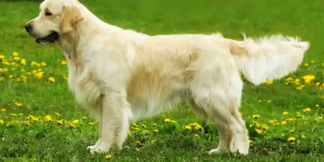 Golden retriever, jedna z popularnych ras psów, prezentuje się na tle zielonej łąki z żółtymi kwiatami.