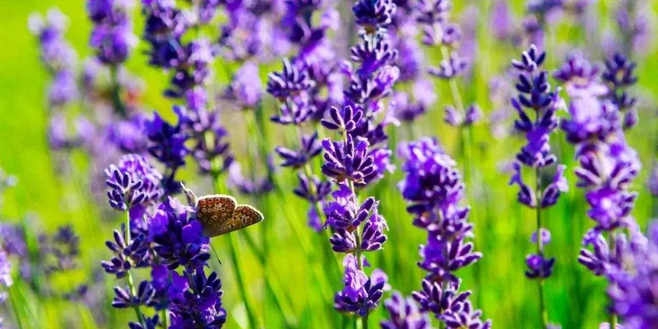 A butterfly rests on a lavender stalk, showcasing the beauty of how to plant lavender for a vibrant garden.