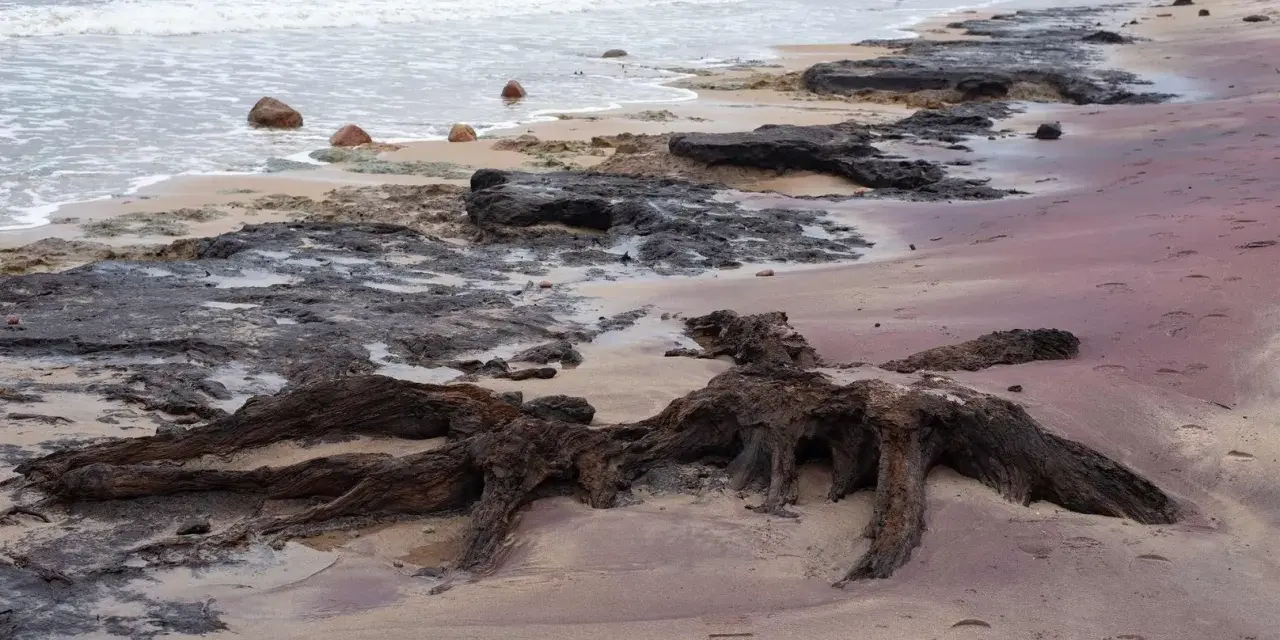 Korzenie martwego lasu na piaszczystej plaży, fale obmywają kamienie.