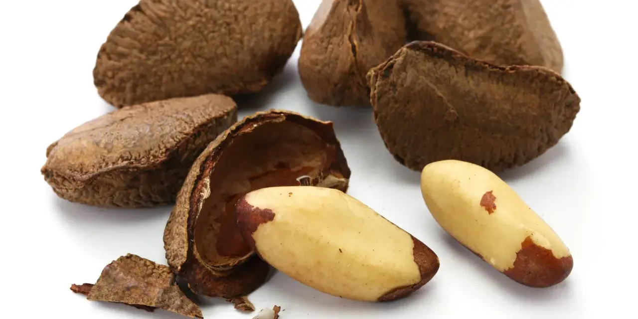 Noix du Brésil : découvrez les noix du Brésil et leurs bienfaits pour la santé. Une coque ouverte révèle des amandes dorées, prêtes à être dégustées.