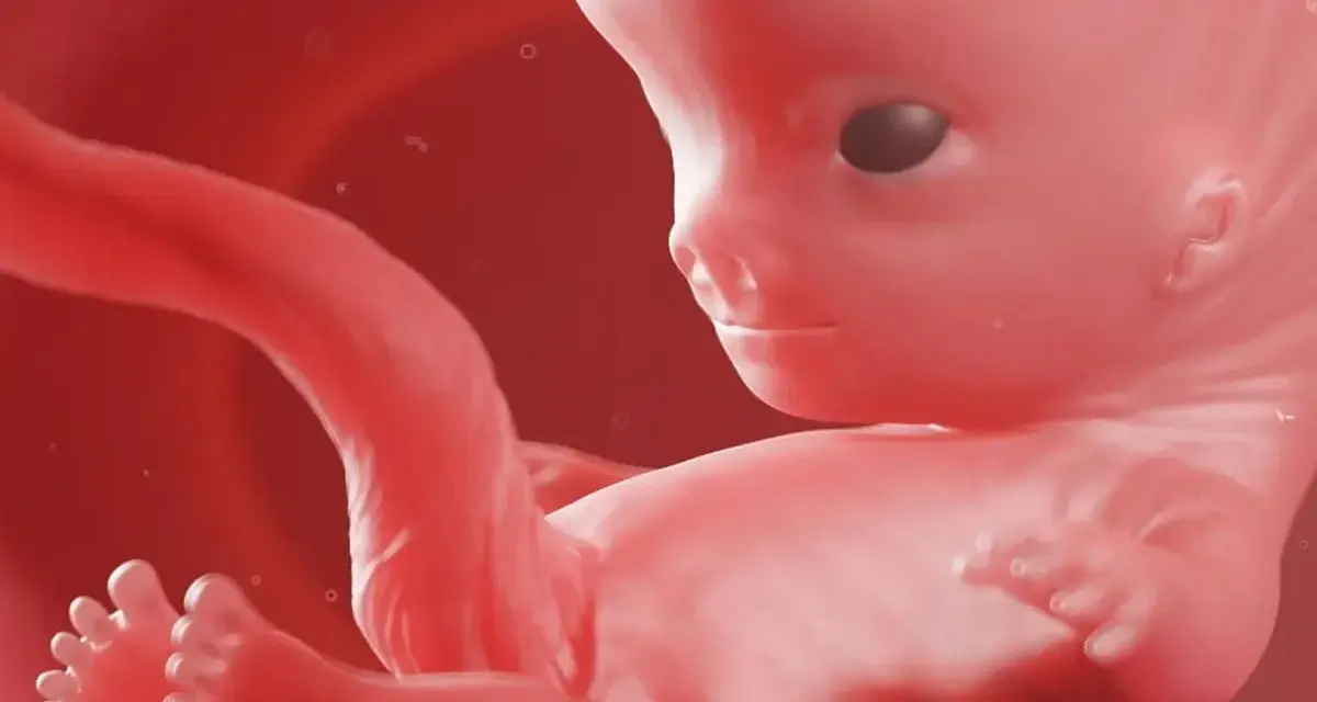 Płód w 9 tygodniu ciąży, który to miesiąc rozwoju. Widać już wykształcone paluszki u rąk i stóp.