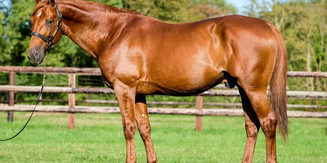 Un magnifique cheval bai, tel un dollar du rouet, se tient fièrement dans un pré verdoyant, une clôture en bois en arrière-plan.