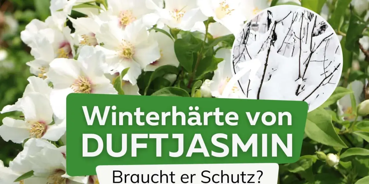 Weiße Blüten des Duftjasmin, daneben ein Kreis mit winterhartem Astwerk im Schnee. Braucht er Schutz?