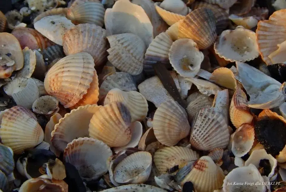 Jakie muszle znajdziesz na Bałtyku? Odkryj skarby polskich plaż!