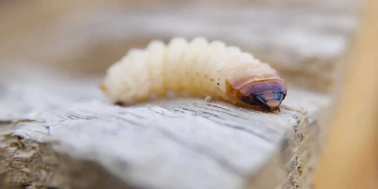 Gusano blanco, posible larva de escarabajo, sobre madera. Podría ser un ácaro blanco de madera.