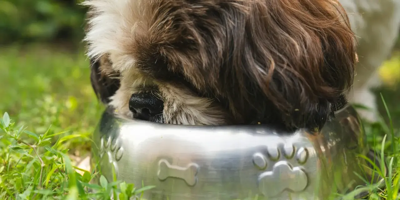 Shih Tzu szczeniak: Jak karmić, by rósł zdrowo? Poradnik eksperta