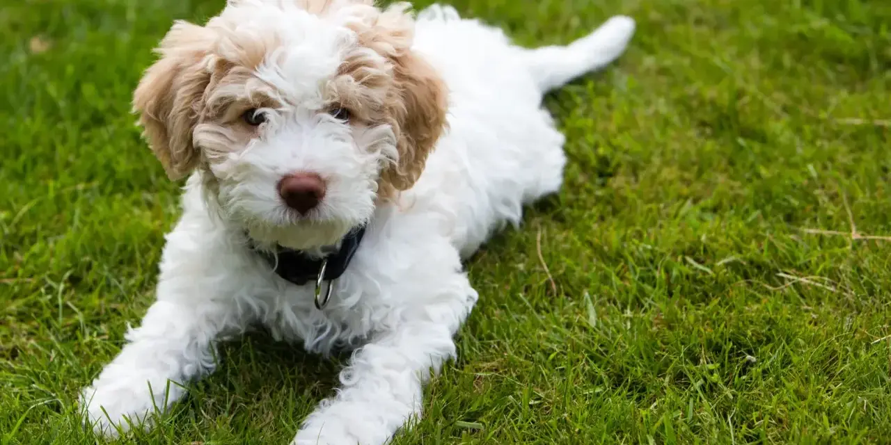 Uroczy szczeniak lagotto romagnolo leży na trawie. Zastanawiasz się nad lagotto romagnolo cena?