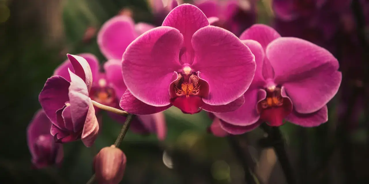 Orquídeas fucsia vibrantes, un recordatorio visual de cómo regar una orquídea para mantener su belleza.