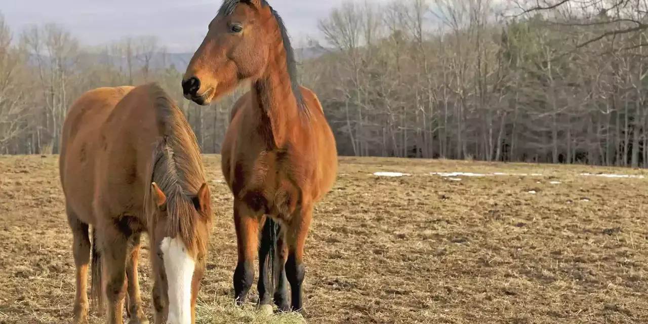 Deux chevaux bruns se tiennent dans un pré. L'un mange du foin, l'autre regarde au loin. Le sexe des chevaux n'est pas visible.