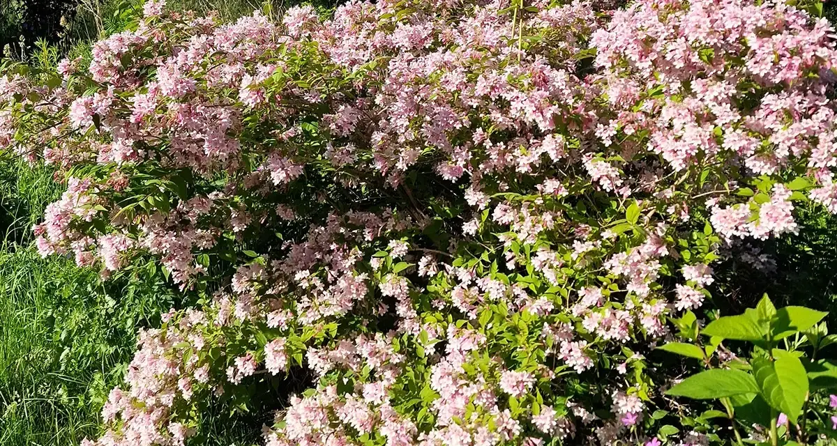 En frodig paradisbuske blommar med tusentals små, ljusrosa blommor. En riktig dröm i trädgården.